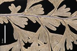 Hymenophyllum polyanthos. Dried specimen showing the winged rachis at mid-lamina.
 Image: J.R. Rolfe © Jeremy Rolfe 2011 All rights reserved